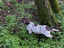 Brac German cu păr scurt(German Shorthaired Pointer)