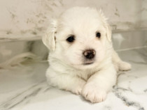 Bichon mini toy rasă pură