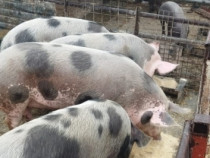 Porci carne de vânzare in Fetesti - Stelnica - Ialomita - Calarasi