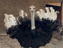 Carne de struț proaspătă