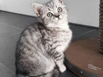 British shorthair tabby