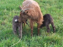 Animăluțe crescute &icirc;n gospodărie