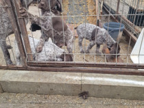 Brac german cu par scurt