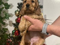 Pui de Cocker English Spaniel