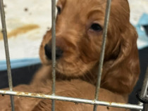 Pui de Cocker English Spaniel