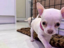 Căței chihuahua de adoptat.