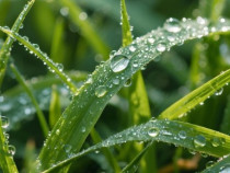 Amenajare si intretinere spatii verzi