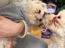 &Icirc;n căutarea unei familii-bichon pui