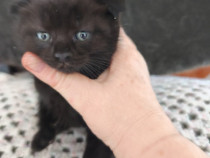 Pui de pisica scottish fold de vanzare