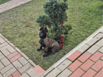Belgian Malinois pui 2 luni