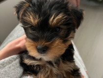 Pui Yorkshire Toy de v&acirc;nzare