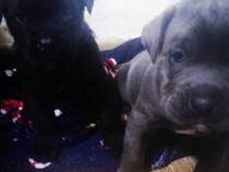 Pui Cane Corso, mascul negru