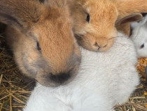 Iepurași uriaș german