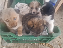 Donez 3 băieței de talie mica