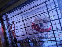 Transport autorizat animale de companie Rom&acirc;nia&ndash;Europa