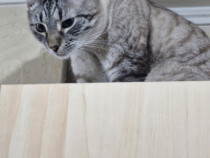 Adoptie pisica cu ochii albastri