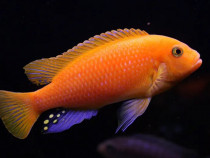 Maylandia estherae (Red zebra cichlid) - direct din crescatoria propri