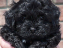 Bichon havanez negru