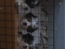 Căței Bichoni caută stăp&acirc;n