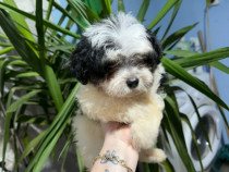 Căței Bichoni caută stăp&acirc;n