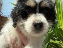 Căței Bichoni caută stăp&acirc;n