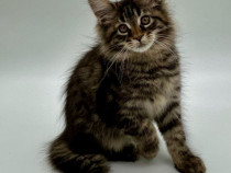 Maine coon băiețel