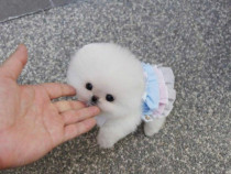 Pomeranian mini boo