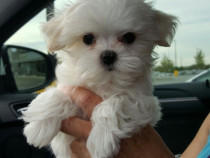 Bichon maltez mini tot
