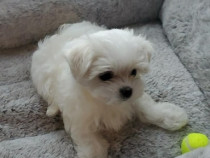 Bichon maltez mini toy