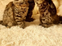 Maine coon pui superbi