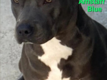 American Staffordshire Amstaff Blue