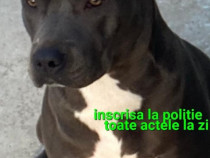American Staffordshire Amstaff Blue