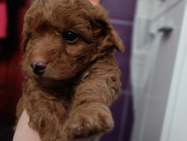 Poodle pui red fetite si baietei