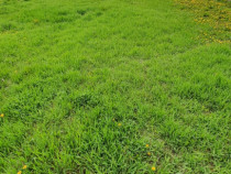 Teren intravilan (loc de casă), Com. Ineu Bihor 1186mp