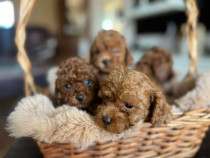 Bichon Toy &ndash; cățeluși frumoși