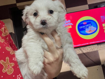 Bichon maltez femelă