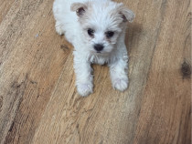 Bichon maltez talie mică