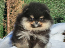 Pomeranian BOO &ndash; aspect de ursuleț, Spitz Pomeranian