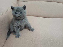 British Shorthair Blue