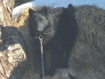 C&acirc;ine de &icirc;ntors oile