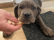 Cățelușa Cane Corso