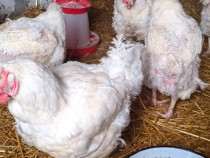 Gainii de carne 4-5 kg 42 de lei