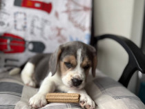Cățel Beagle mascul 2 luni