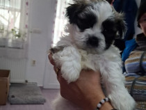 Un băiețel shhih tzu de v&acirc;nzare