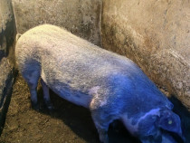 Purcea de v&acirc;nzare