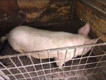 Purcel/Rață la alegere