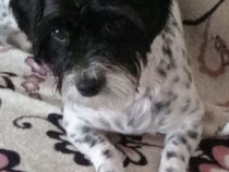 Pui bichon 3 fetite!