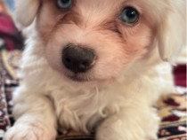 Bichon maltez de v&acirc;nzare