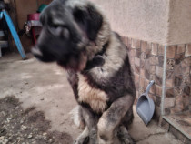 C&acirc;ine de pază-Pentru mai multe informații sunati!