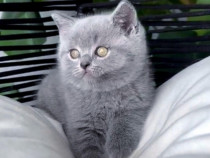 British shorthair pisoiași